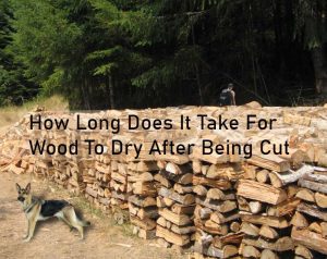 How Long Does It Take For Wood To Dry After Being Cut