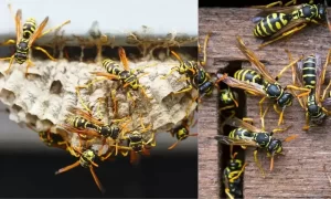 Eliminate-the-wasps-nesting-sites
