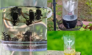 Use wasp traps